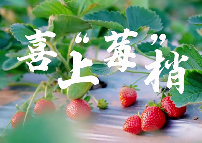 中國(guó)電信的信息技術(shù)正成為草莓種植戶拓展銷售、傳播口碑的新農(nóng)具_(dá)400.jpg